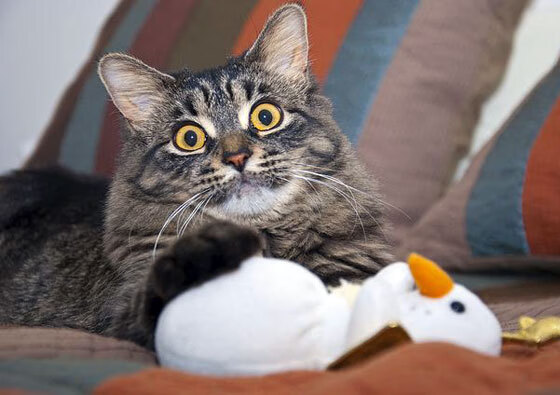 费城新王登基，保罗关键战击碎质疑，76人主场力擒尼克斯