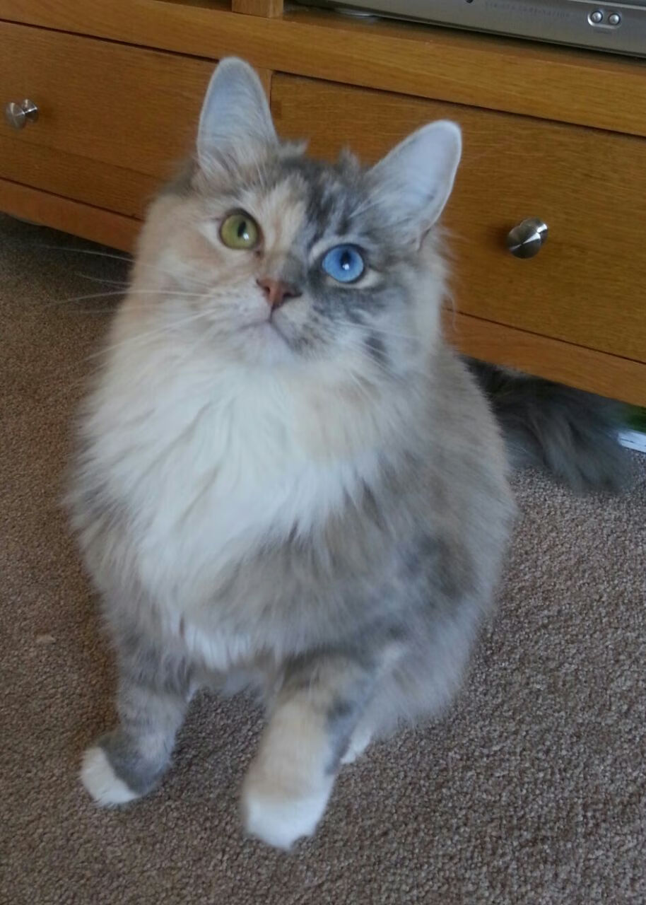 跨界争锋，当老鹰强压独行侠，克莱在F1赛道接管比赛