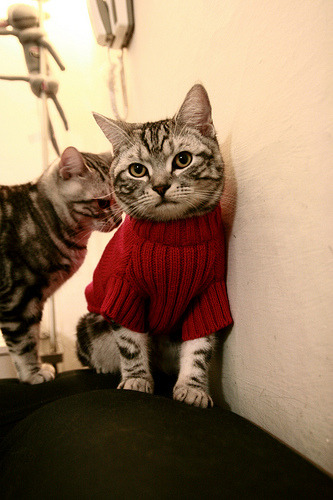 赛道与城市心跳同频，范戴克在F1街道赛之夜的稳定哲学