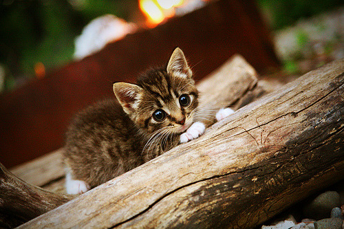 孔德爆发，智利巅峰对决阿根廷，南美足球王座的唯一加冕礼
